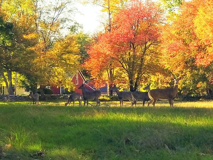 Peak Foliage in Western, MA